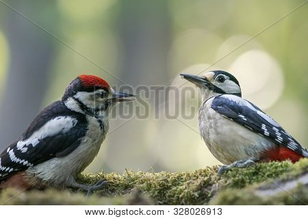 Mother En Child Great Spotted Woodpecker ( Dendrocopos Major) On A Branch In The Forest Of Noord Hol