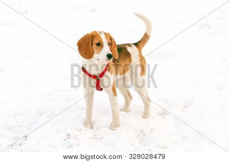 Happy hound dog are running outdoors in white snow. Happy dog pet