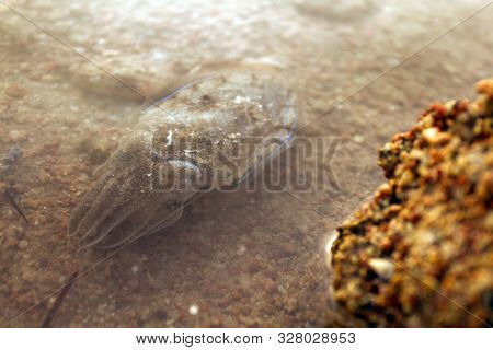 Sea cuttlefish is swimming in the water. Devilfish scared and swim out with ink. Cute cuttle