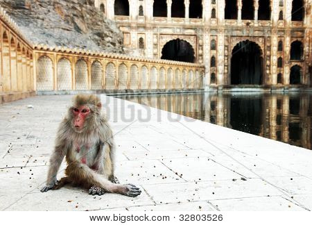 Monkey temple Galwar Bagh i Jaipur, Indien