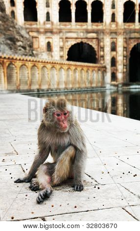 Monkey temple Galwar Bagh i Jaipur, Indien