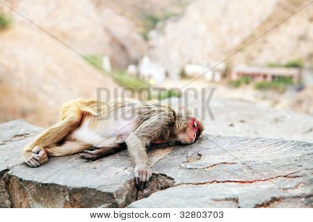 Monkey temple Galwar Bagh i Jaipur, Indien