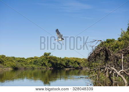 Maguari Stork (c. Maguari), Taking Off At Pantanal (brazilian Wetlands), In Aquidauana, Mato Grosso 
