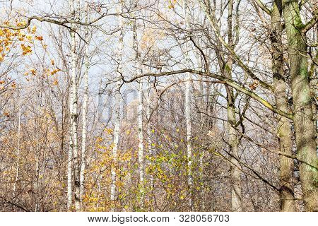 Bare Trees In City Park On Sunny Autumn Day In Late Fall