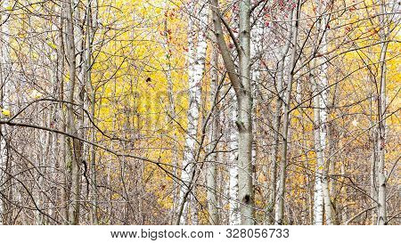 Panoramic View Of Bare Tree Trunks And Yellow Leaves On Background In City Park On Sunny Autumn Day 