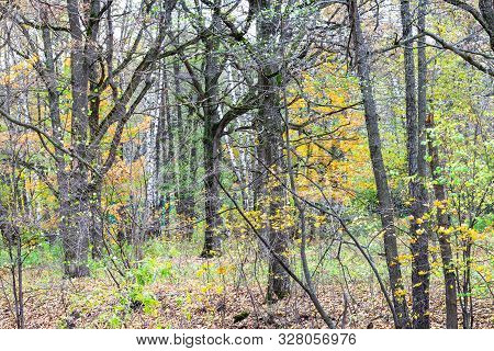 Natural Background - Birch And Bare Oak Trees In City Pank In Late Fall
