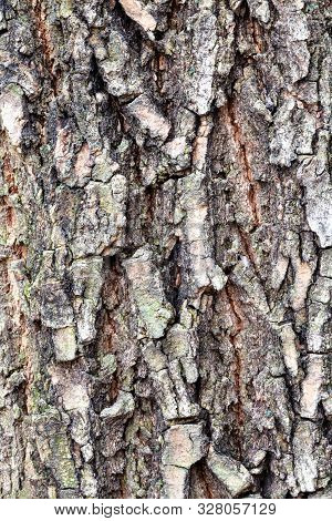 Natural Texture - Cracked Bark On Old Trunk Of Box Elder Tree (acer Negundo) Close Up