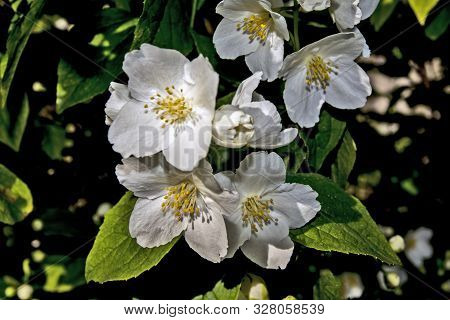 Jasmine Flowers
