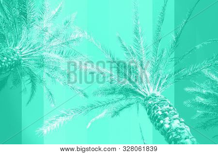 Trendy Mint Color Colored Palm Trees On Sky Background. Fantastic Toned Photo Light Leaks. Tropical,