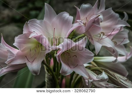 This Photo From A Flower Is Make In The Garden From The Castle Glenveagh In Ireland.
