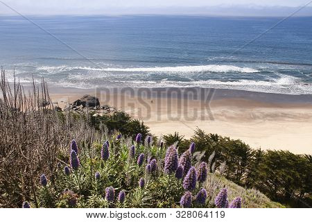 California Nature - Stinson Beach Landscape. Pride Of Madeira (echinum Fastuosum) Shrub.