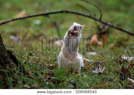 White Squirrel