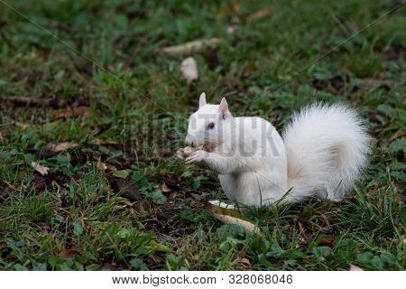 White Squirrel