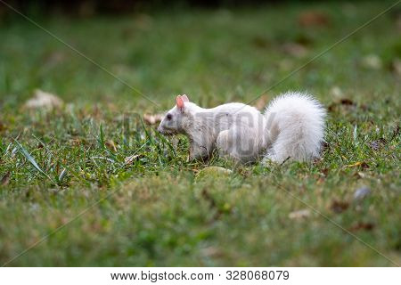 White Squirrel