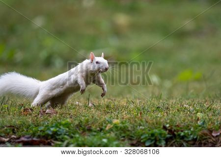White Squirrel