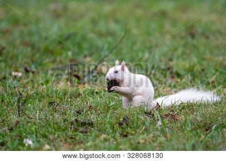 White Squirrel