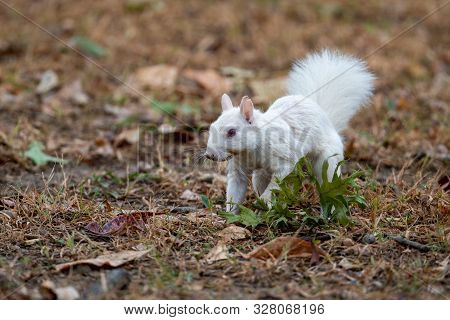 Rare Albino Eastern Gray Squirrel In Early Fall In Olney, Illinois