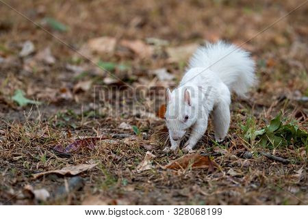 Rare Albino Eastern Gray Squirrel In Early Fall In Olney, Illinois