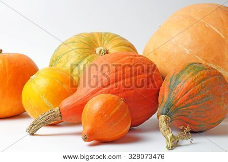 Organic Pumpkins Of Different Sizes Of Flowers And Species On A White Background, Thanksgiving Conce