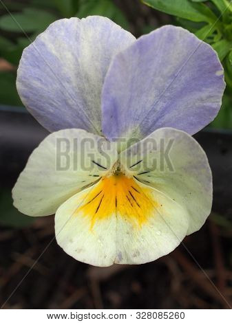 Pansy. The Colorful Petals Of The Flower Buds. Garden Flowers.