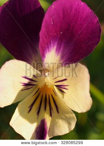Pansy. The Colorful Petals Of The Flower Buds. Garden Flowers.