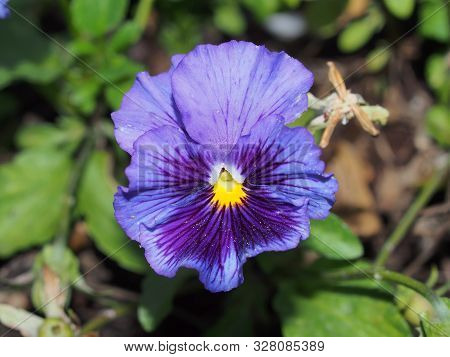 Pansy. The Colorful Petals Of The Flower Buds. Garden Flowers.
