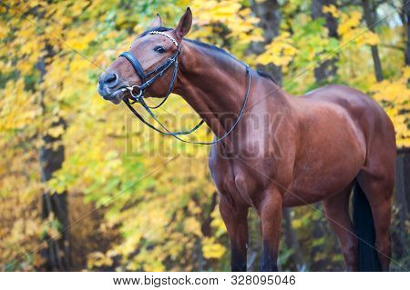 Portrait Of Graceful Thoroughbred Chestnut Horse Curiously Reaching To Something. Multicolored Horiz