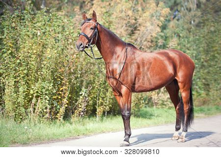 Portrait Of Graceful Thoroughbred Chestnut Horse Standing On Autumn Background. Multicolored Horizon