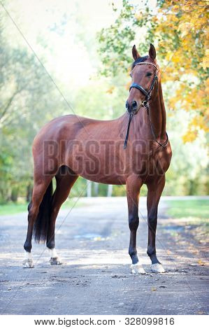 Portrait Of Graceful Thoroughbred Chestnut Horse Curiously Looking Away. Multicolored Vertical Outdo