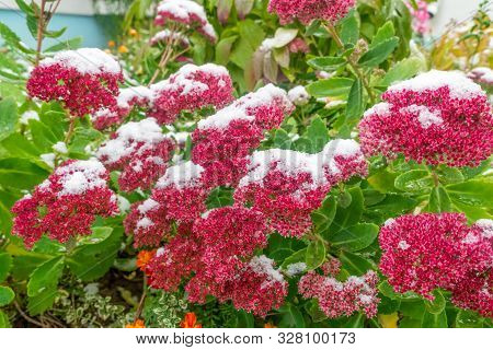 Fathen, Sedum Covered With The First Snow In The Garden In Autumn.purple Ornamental Garden Plants, S