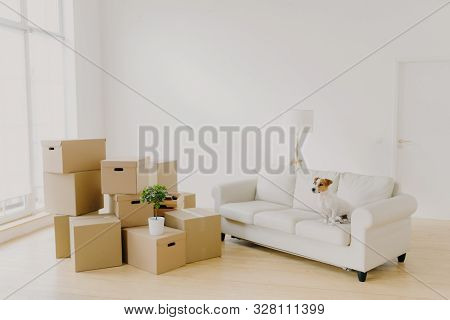 Photo Of Small Dog On Comfortable Sofa Poses In Spacious Living Room, Family Personal Belongings In 