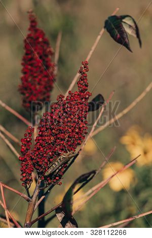 A Spur-throated Grasshopper, Melanoplus Ponderosus, Sits On A Sumac Plant In A Prairie Of Wildflower