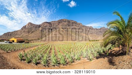 Farm Plantation Of Medicinal Aloe Vera Plant With Mountain Background