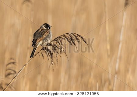 Reed Bunting In His Natural Habitat. It Can Be Found Only In Reedbeds.