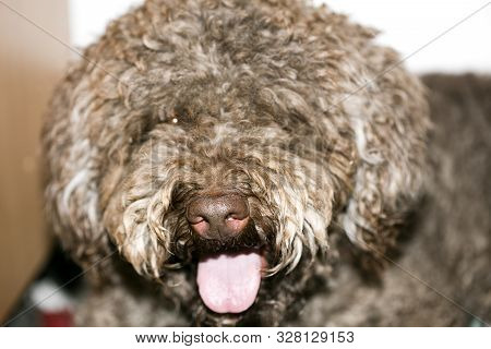 Brown Italian Dog Macro Portrait Breed Truffle Hunting Lagotto Romagnolo