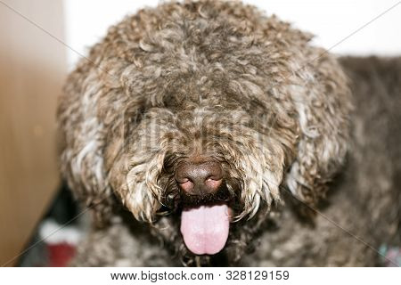 Brown Italian Dog Macro Portrait Breed Truffle Hunting Lagotto Romagnolo