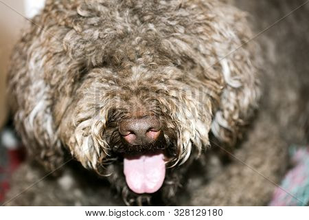 Brown Italian Dog Macro Portrait Breed Truffle Hunting Lagotto Romagnolo