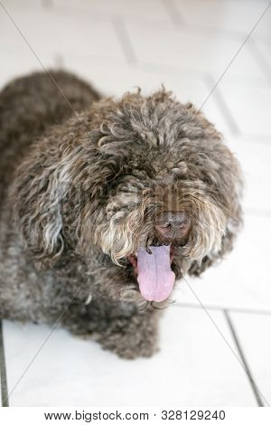 Brown Italian Dog Macro Portrait Breed Truffle Hunting Lagotto Romagnolo