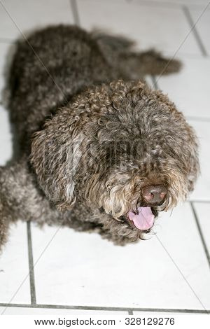 Brown Italian Dog Macro Portrait Breed Truffle Hunting Lagotto Romagnolo
