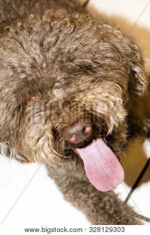 Brown Italian Dog Macro Portrait Breed Truffle Hunting Lagotto Romagnolo