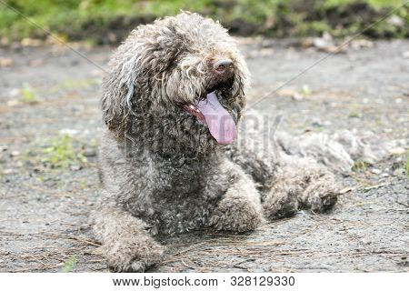 Brown Italian Dog Macro Portrait Breed Truffle Hunting Lagotto Romagnolo