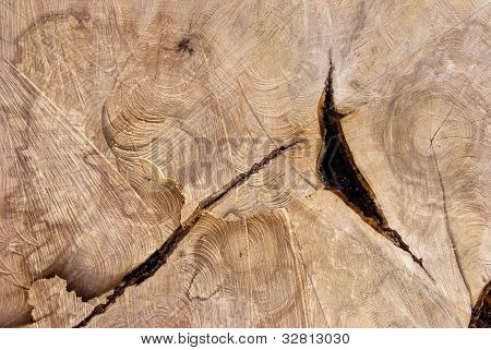 Corte la textura del viejo árbol.