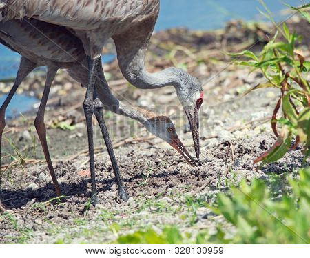 sandhill crane parent feeds its young one in Florida wetlands