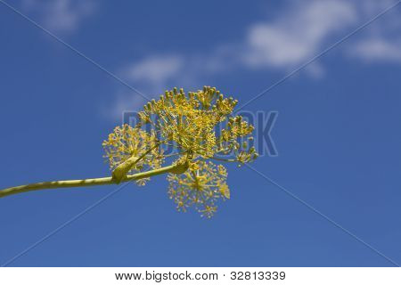Aeonium Glutinosum