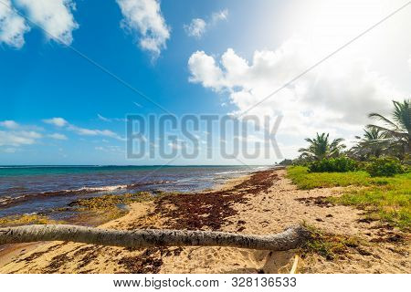 Autre Bord Beach In Guadeloupe, French West Indies. Lesser Antilles, Caribbean Sea