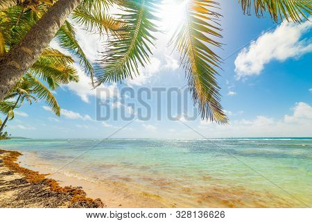 Coconut Palm Trees In Bois Jolan Beach In Guadeloupe, French West Indies. Lesser Antilles, Caribbean