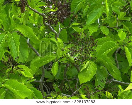 Wide View Of Pisonia Seed Burrs On A Tree At Heron Island