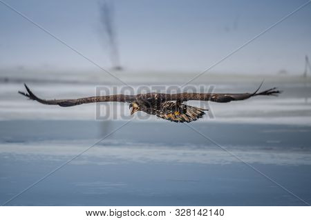 Adult White-tailed Eagle In Flight. Blue Sky Background. Scientific Name: Haliaeetus Albicilla, Also