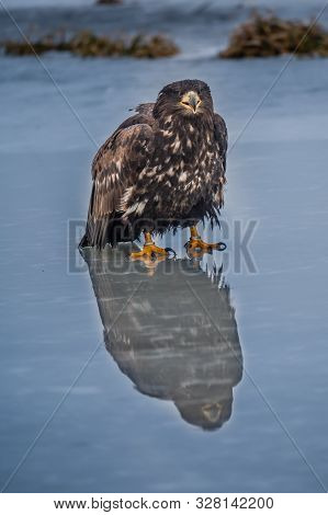 Adult White-tailed Eagle In Flight. Blue Sky Background. Scientific Name: Haliaeetus Albicilla, Also