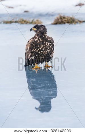 Adult White-tailed Eagle In Flight. Blue Sky Background. Scientific Name: Haliaeetus Albicilla, Also